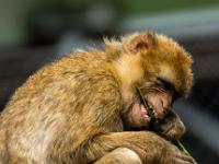 Berberaffe nagt an Pflanzenstiel